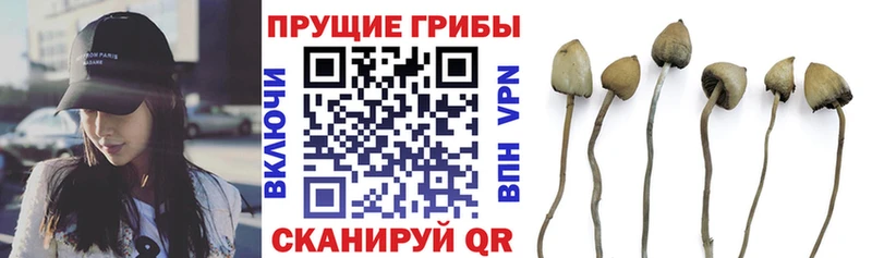 где купить наркотик  Усть-Кут  Псилоцибиновые грибы MAGIC MUSHROOMS 